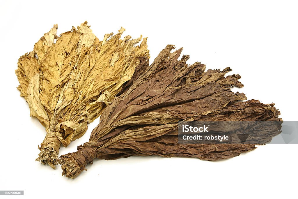 Folhas de tabaco - Royalty-free Colheita de tabaco Foto de stock
