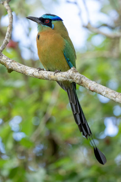 oiseau motmot à couronne bleue perché dans un arbre de la forêt tropicale - ortalide motmot photos et images de collection