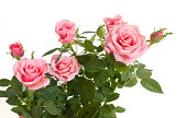 Light pink budding rose plant with full foliage
