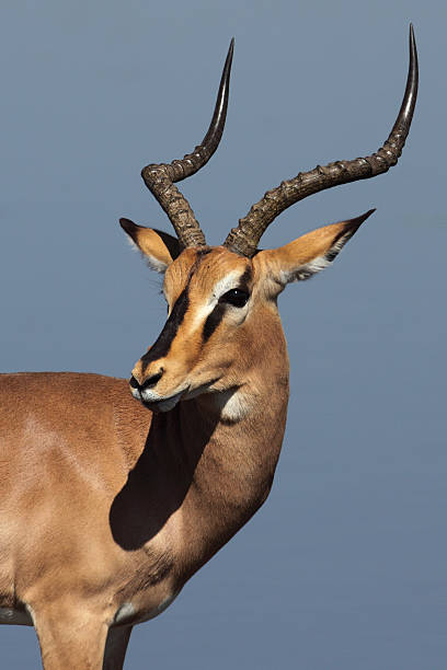 istock Impala in front of blue waterhole 146900802