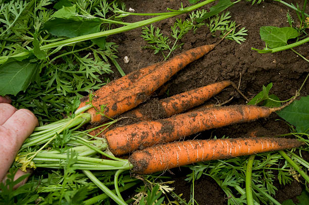 istock picking a bunch of carrots from the ground 146901006