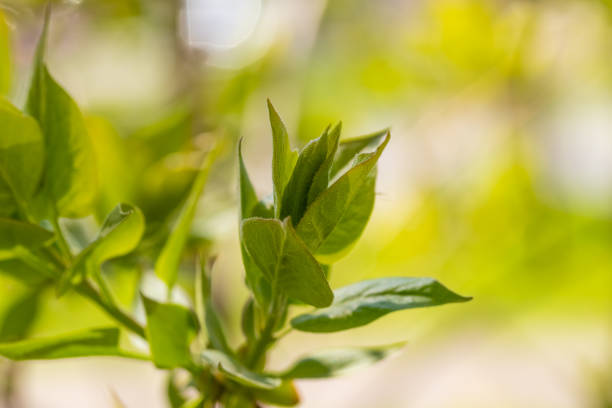istock View on a young green leaves on a tree with blurred backdrop. 1469011539