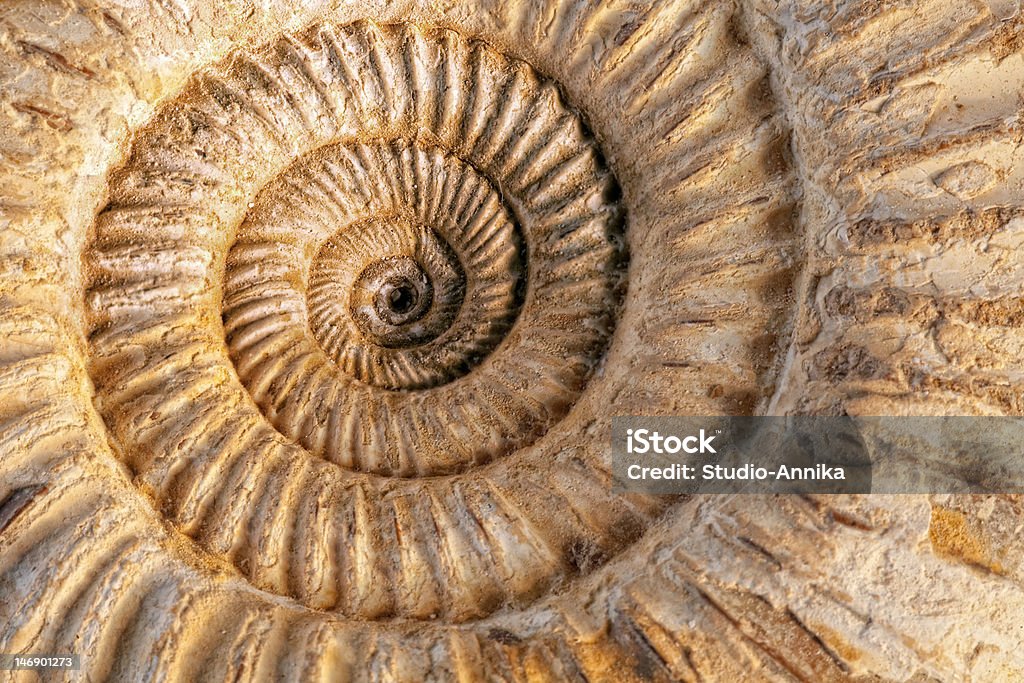 Ammonite primo piano - Foto stock royalty-free di Ammonite