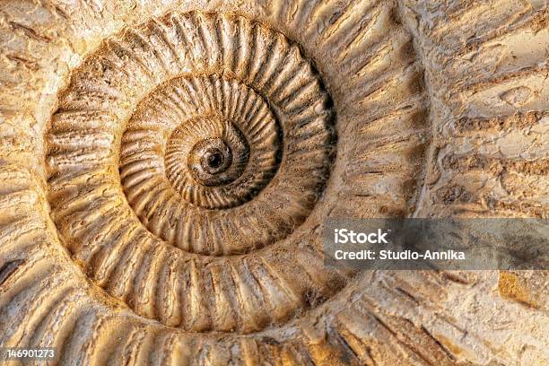 Ammonite Primo Piano - Fotografie stock e altre immagini di Ammonite - Ammonite, Animale estinto, Antico - Condizione