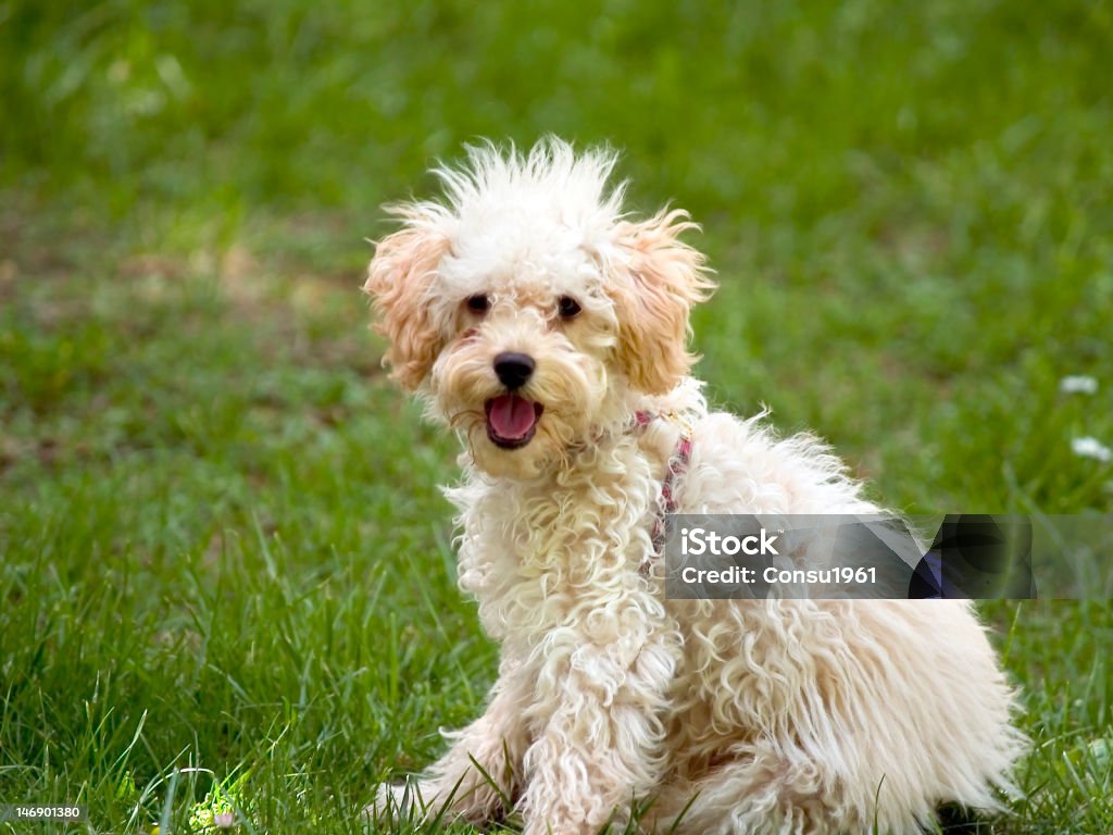 Cachorro - Foto de stock de Cachorro - Perro libre de derechos