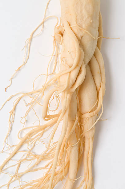 close -up of チョウセンニンジン根本的原因 - ginseng dried plant homeopathic medicine dry ストックフォトと画像