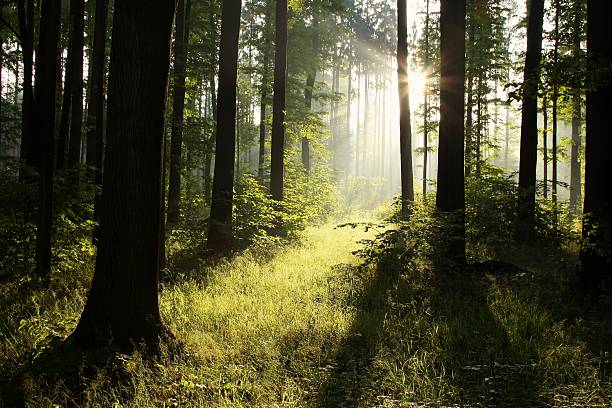 floresta de primavera ao amanhecer - growth tree spirituality tranquil scene imagens e fotografias de stock