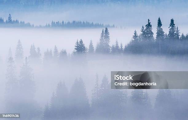 Misty Forest Stockfoto und mehr Bilder von Abstrakt - Abstrakt, Anhöhe, Baum