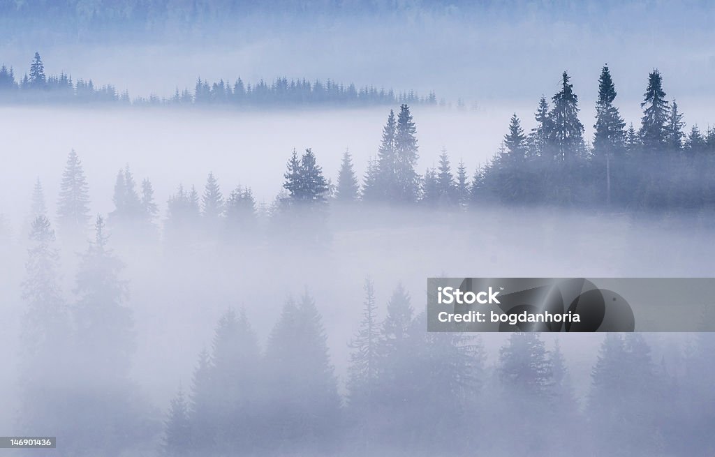 Misty forest - Foto de stock de Abeto libre de derechos