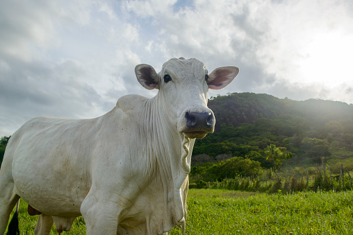 Nellore cattle. Oxen in the foreground. Brazilian livestock. mad cow.