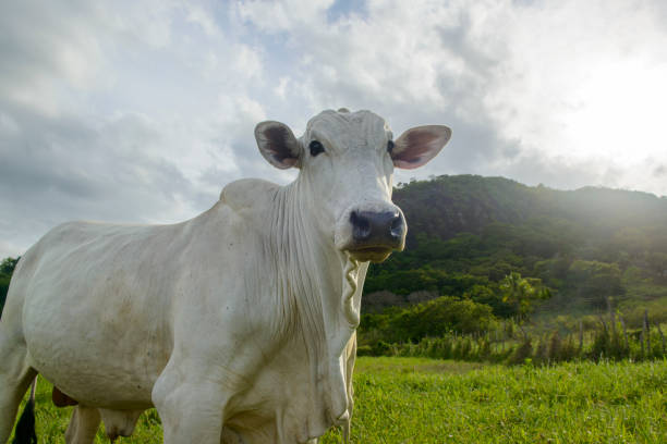 Nellore cattle. Oxen in the foreground. Brazilian livestock. mad cow. Nellore cattle. Oxen in the foreground. Brazilian livestock. mad cow. calf ranch field pasture stock pictures, royalty-free photos & images