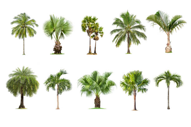 istock Palm tree isolated on white background ,The collection of Palm trees. Large trees database Botanical garden organization elements of Asian nature in Thailand, tropical trees isolated used for design, 1469016190