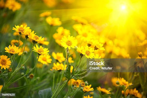 Fiori Gialli - Fotografie stock e altre immagini di Fiore - Fiore, Estate, Giallo