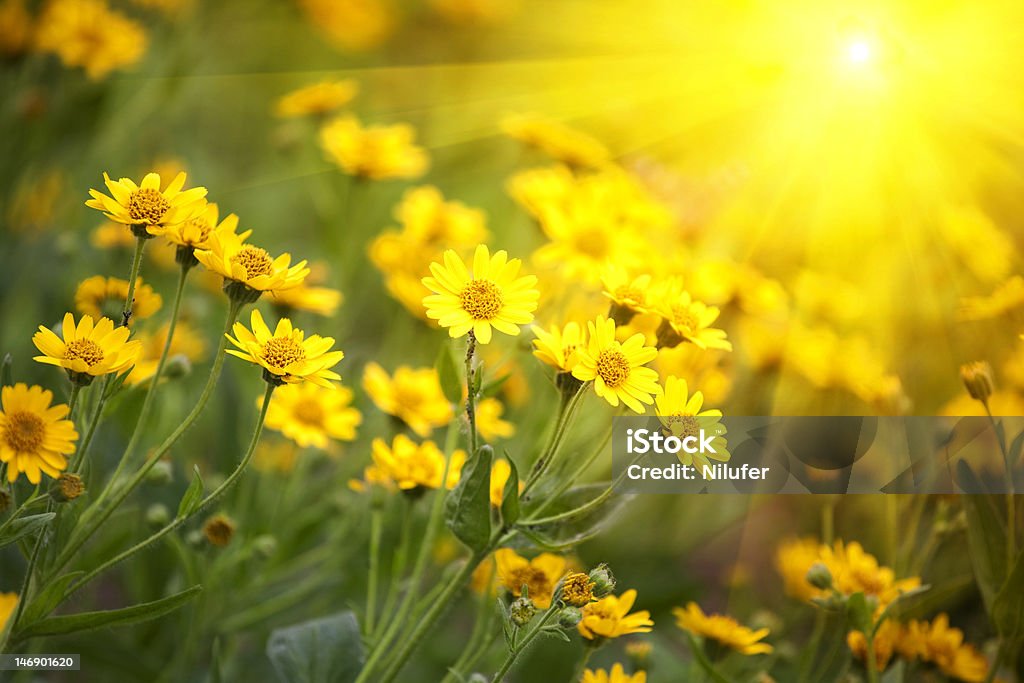 yellow flowers yellow flowers and morning dew Flower Stock Photo