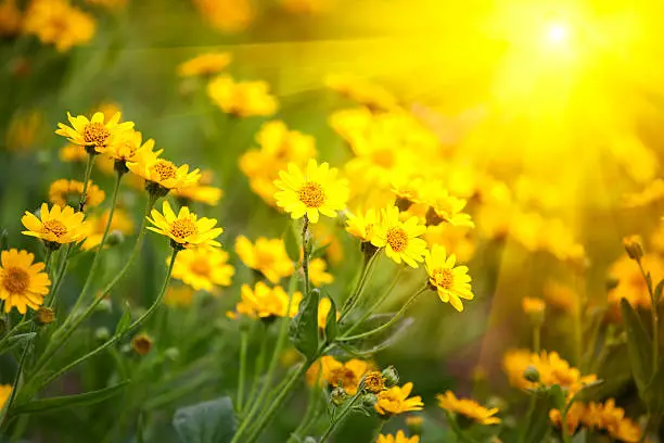 Photo of yellow flowers