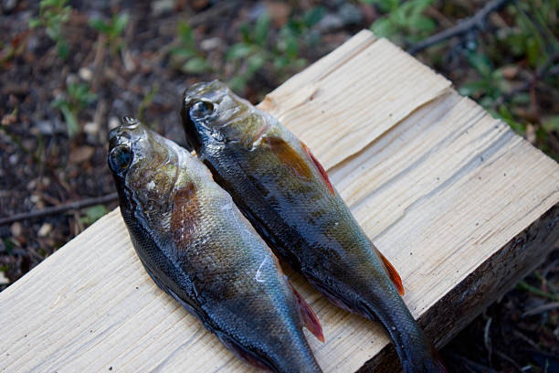 Fishes on a Log stock photo