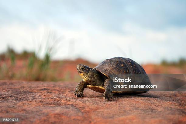 거북이 사막 거북이에 대한 스톡 사진 및 기타 이미지 - 거북이, 껍데기, 도시를 벗어난 장면