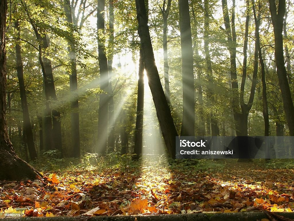 Brumeuse Forêt d'automne au lever du soleil - Photo de Arbre libre de droits