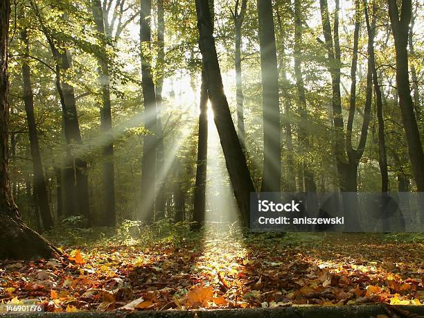 Photo libre de droit de Brumeuse Forêt Dautomne Au Lever Du Soleil banque d'images et plus d'images libres de droit de Arbre - Arbre, Arbre à feuilles caduques, Aube