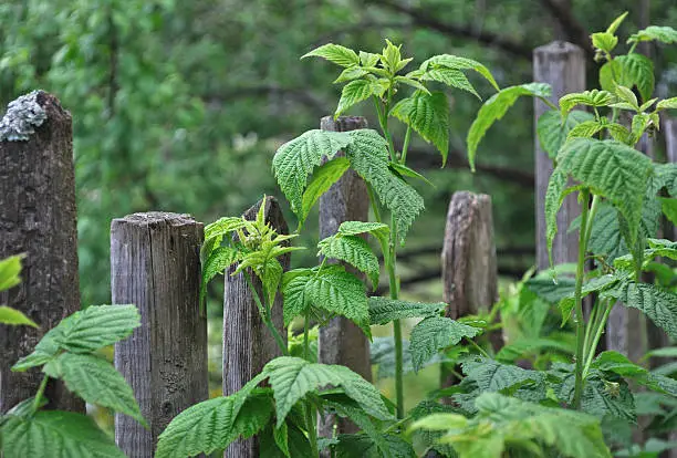 Close up of old wooden fence with green raspberry leaves after rain