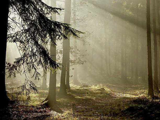 Ray beam of sunset light in wild nature. Spruce trees in the forest during morning sun, Kleiner Winterberg hill viewpoint in Saxony Switzerland, Germany. Magic sunset in landscape, travelling Europe.
