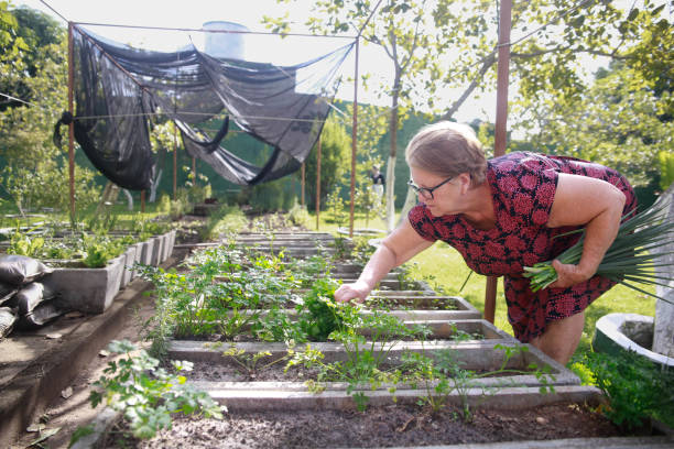 istock Lady in an organic garden 1469019498