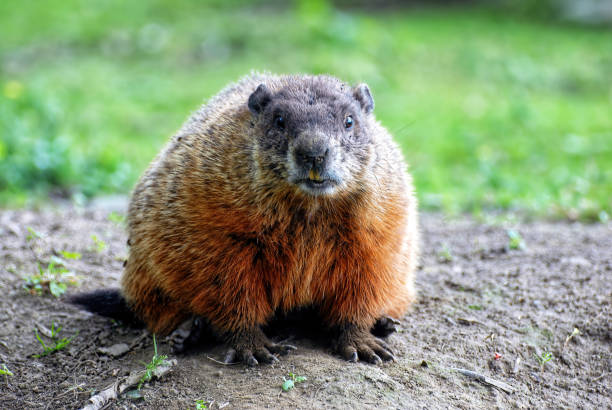 istock Groundhog, or woodchuck, looking at camera 1469021437
