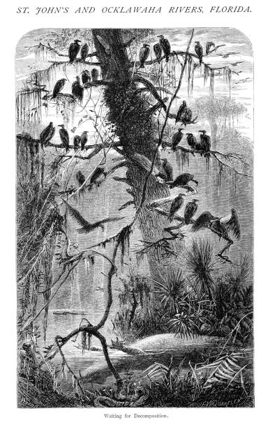 Vultures wait for decomposition in the swampland of St. John's and Ocklawaha Rivers in Florida. USA. Pen and pencil illustration engravings published 1872. This edition edited by William Cullen Bryant is in my private collection. Copyright is in public domain.