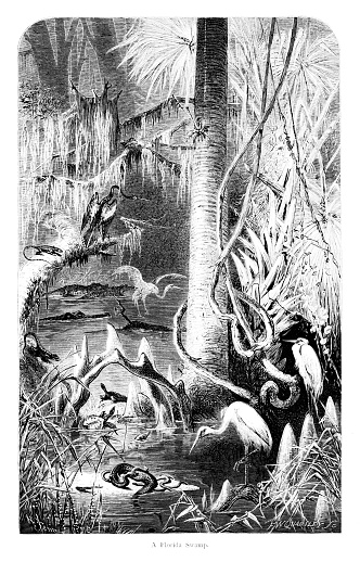 The Everglades, swampland, and wildlife that inhabits the swampland in Florida, USA. Pen and pencil illustration engravings published 1872. This edition edited by William Cullen Bryant is in my private collection. Copyright is in public domain.