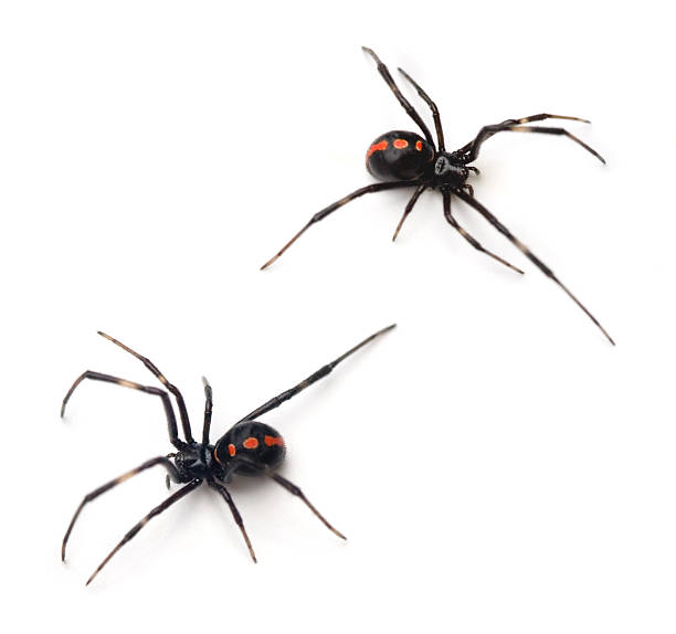 Two black widow spiders in white background Two juvenile female Southern Black Widows (Latrodectus mactans). black widow spider photos stock pictures, royalty-free photos & images
