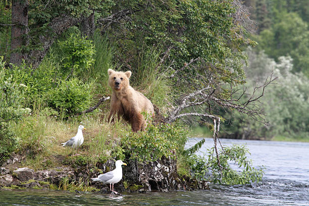 Baby Bear in Bristol Bay, Alaska stock photo