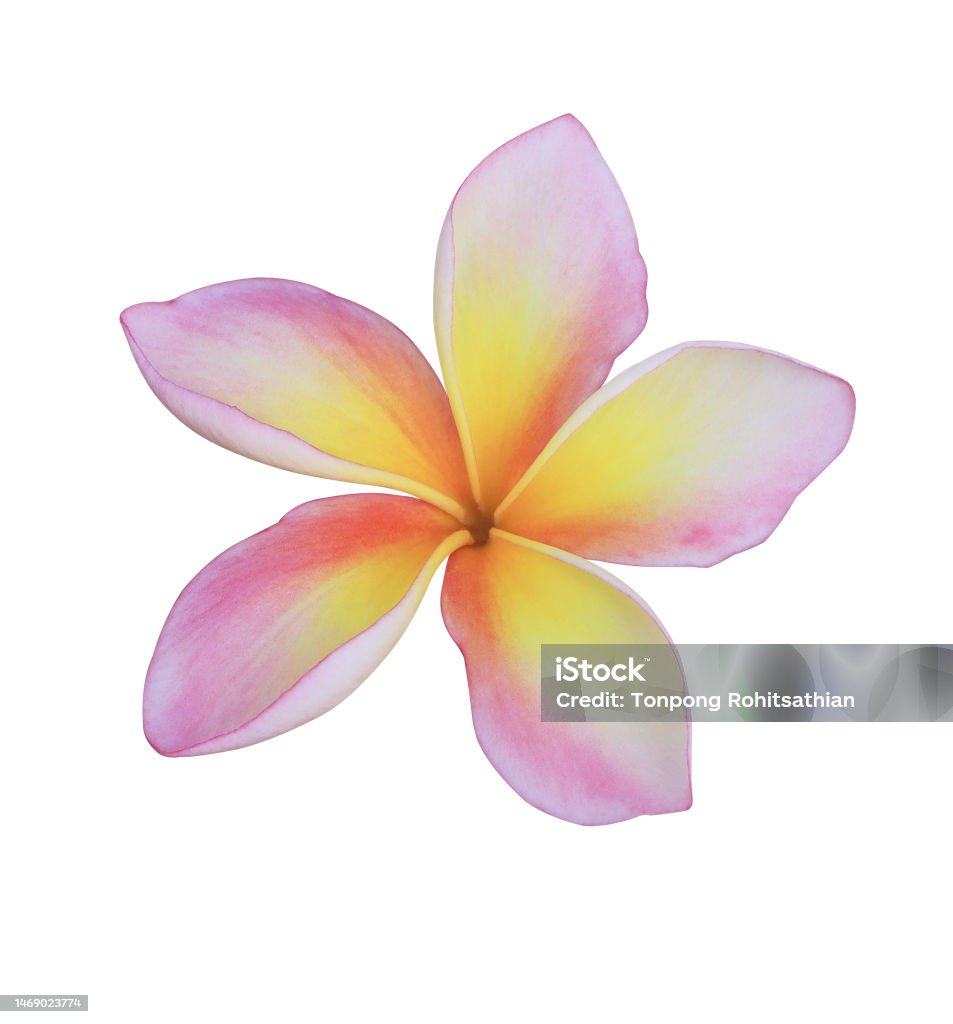Pink frangipani flowers Plumeria or Frangipani or Temple tree flower. Close up pink-yellow single plumeria flowers isolated on white background. Cut Out Stock Photo