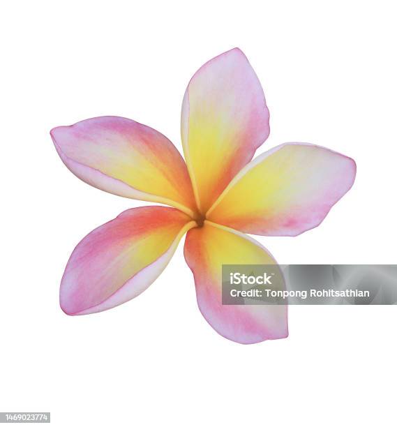 Pink Frangipani Flowers Stock Photo - Download Image Now - Cut Out, Outline, Arrowwood