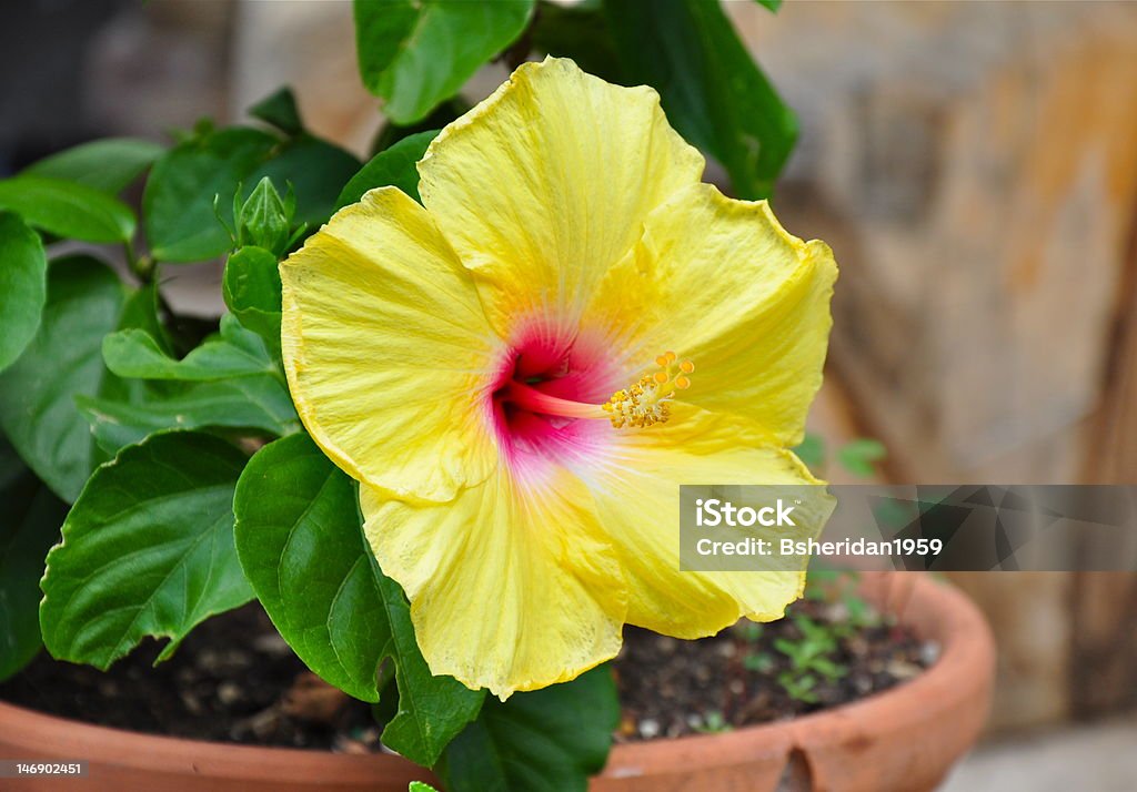 Blooming yellow hibiscus Blooming yellow hibiscus with pink center Flower Pot Stock Photo