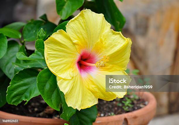 Blooming Yellow Hibiscus Stock Photo - Download Image Now - Flower Pot, Hibiscus, Beauty