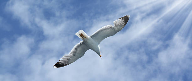 Flying seagull stock photo