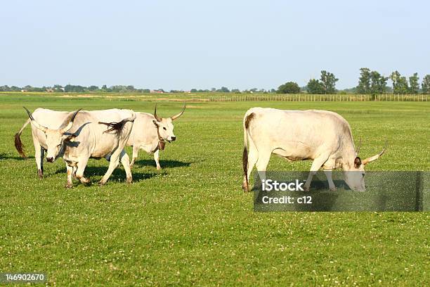Vacca Grigio Ungherese - Fotografie stock e altre immagini di Agricoltura - Agricoltura, Ambientazione esterna, Animale