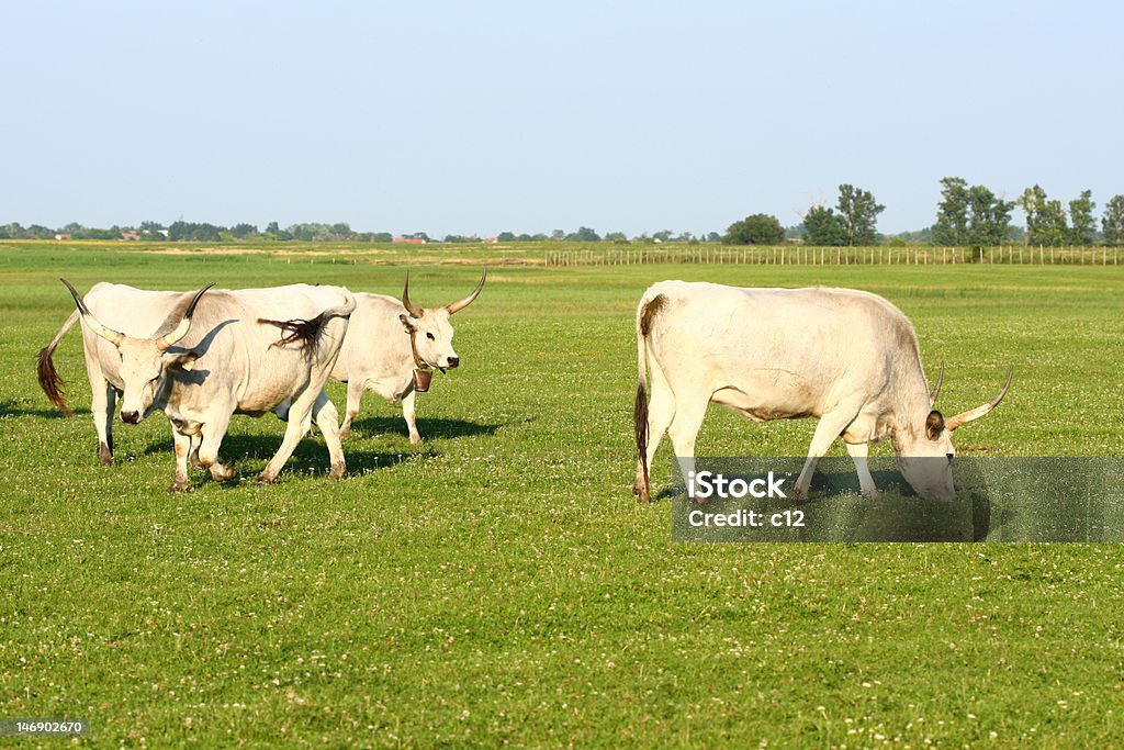 Húngaro gado cinza - Foto de stock de Agricultura royalty-free