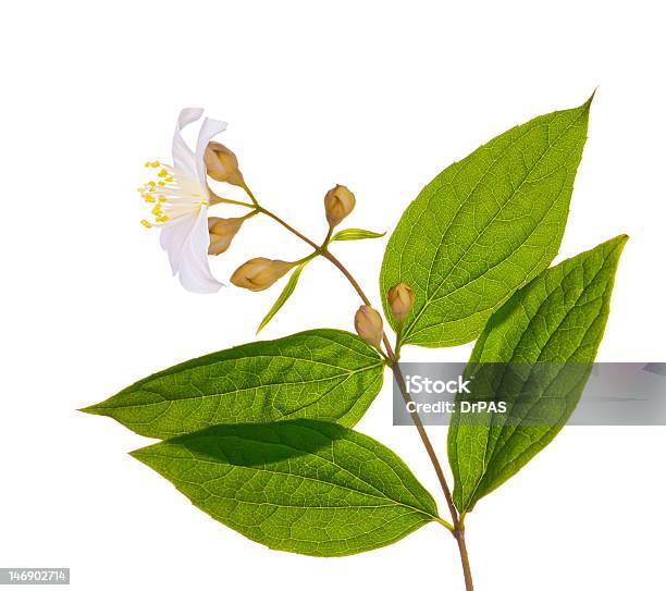 Ast Mit Weißen Jasmin Blume Stockfoto und mehr Bilder von Ast - Pflanzenbestandteil - Ast - Pflanzenbestandteil, Baumblüte, Blatt - Pflanzenbestandteile