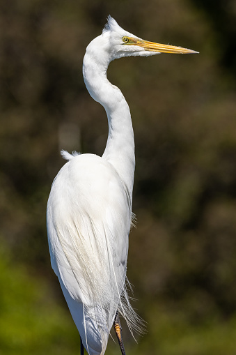 Also known as the Great White Egret across Australasia.