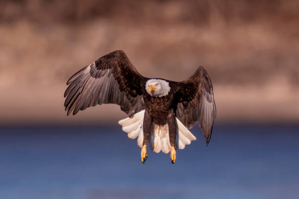 istock Hanging in Mid-air 1469027348