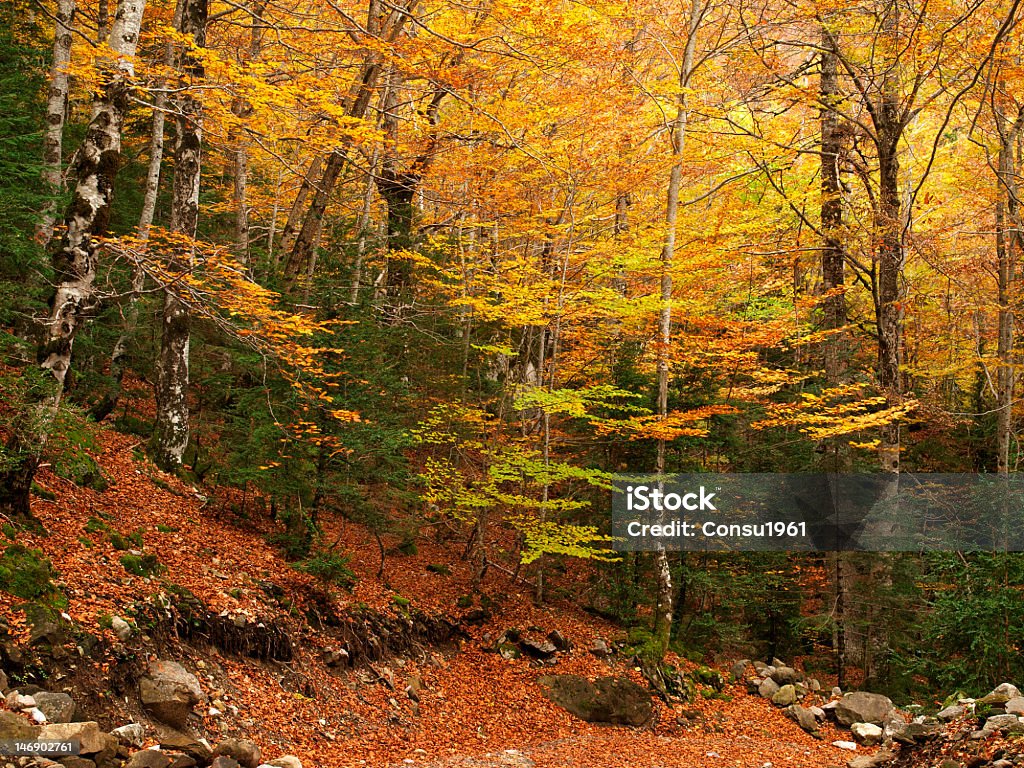 Autunno - Foto stock royalty-free di Autunno