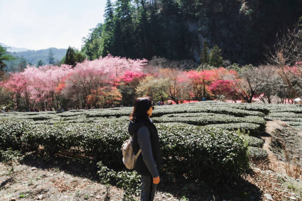 Happy Moments Outdoors,Cherry blossoms in spring, Taiwan