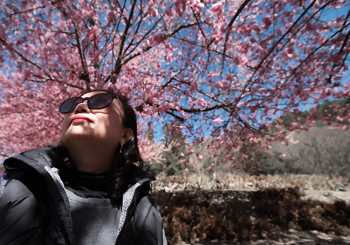 Happy Moments Outdoors,Cherry blossoms in spring, Taiwan