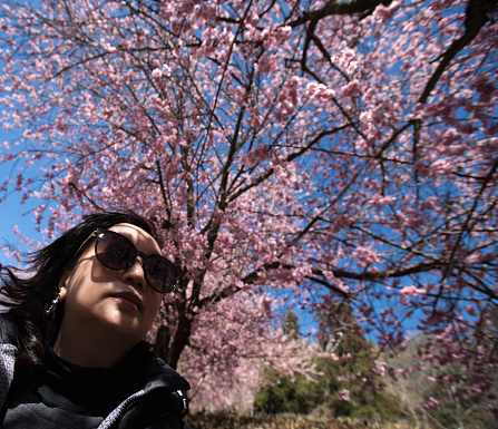 Happy Moments Outdoors,Cherry blossoms in spring, Taiwan