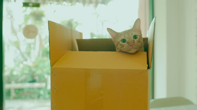 Cute tabby cat playing with owner in the cardboard box.Concept of happy pet.