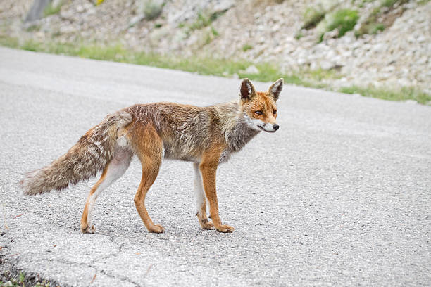 istock Red Fox in danger crossing a road 146903086