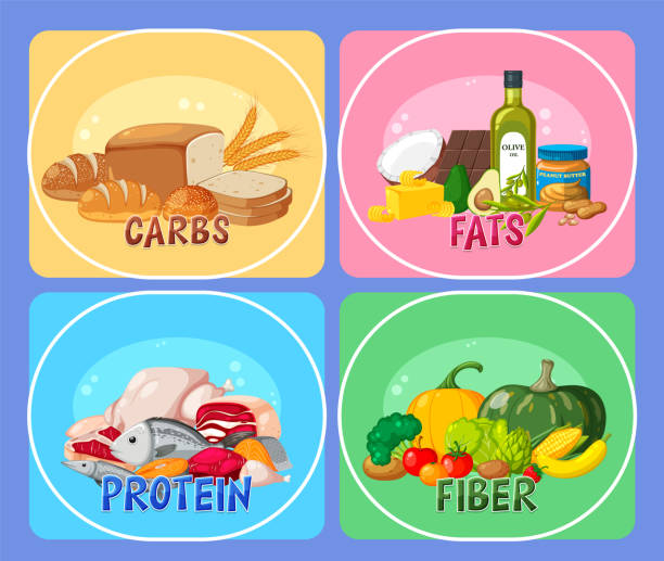 Les quatre principaux groupes alimentaires - Illustration vectorielle