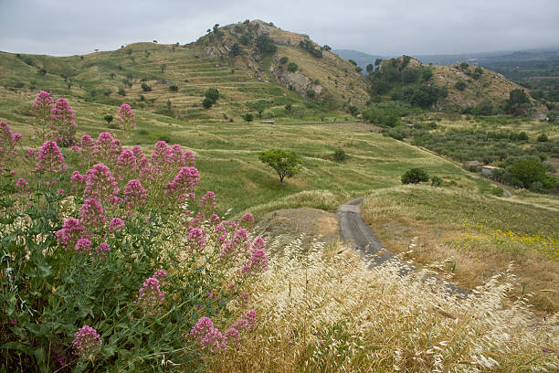 Sicilian Countryside with Wildflowers stock photo