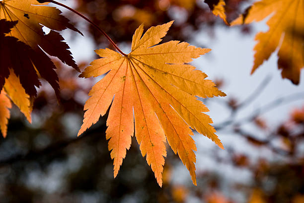 Maple Leaf in Autumn stock photo